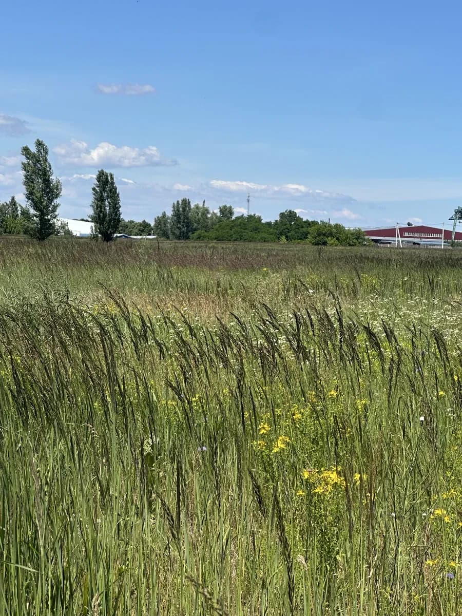 Ділянка 70 соток, Старі Петрівці: кутова, вздовж лісу, фасад 100 м - фото 1